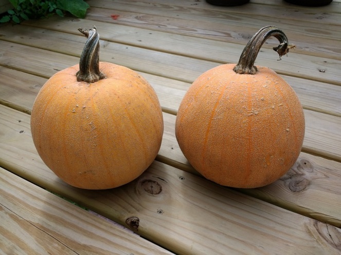 pumpkins on deck